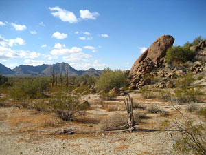 Sonoran Desert in Arizona