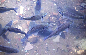 Aquaculture Fish Farming
